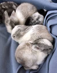 Image result for tbn:nuNU7FPK4A54yM::rvforsaleguide.com/images/bunny-resting-picture.jpg