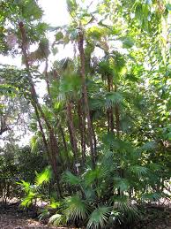 A monotypic genus of palm occurring naturally in brackish swamps in south florida, west indies, and the caribbean coast. Paurotis Everglades Palm Tree Acoelorrhaphe Wrightii Urban Tropicals