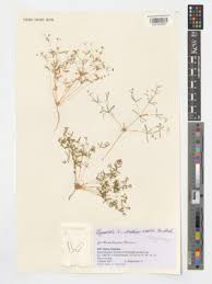 Image result for Hypertelis bowkeriana