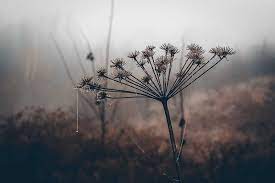 [Hình: images?q=tbn:ANd9GcRMwbAynkf0EAepbg_PJsl...E&usqp=CAU]