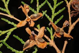 Image result for Platycladus orientalis