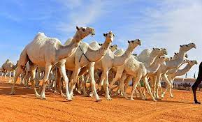 First all these orders will submit to jms:xmlorders jms queue. The Story Of The Lame Camel Steemit