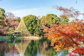 Discover the Japanese Maple Tree: The Colors of Autumn