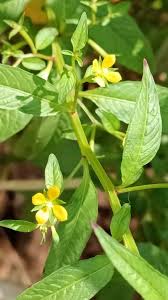 Image result for Crotalaria hyssopifolia