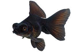 Nada whispered as he added the god soul into the body of the fish with the 'old freak's' last bit of dust. Goldfish Care Sheet