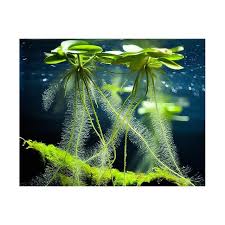 Image result for Limnobium