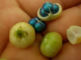 Image result for Margaritaria