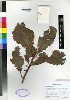 Image result for Uapaca sansibarica