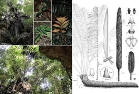 Image result for Zamiaceae