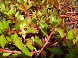 Image result for Ludwigia