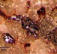 Tellurdioxid – Wikipedia
