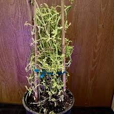 Image result for Kalanchoe