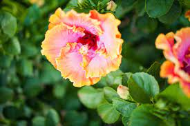 We include over 75 of them and below is our expansive gallery and directory featuring flowers that start with p. Hawaii S Popular Tropical Flowers And How To Wear Them