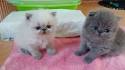 Persian Kittens For Sale by Reputable Breeders | Pets4You