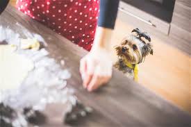 Aliments Toxiques Pour Chiens Manger Ou Danger Simon Flaire