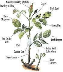 Check spelling or type a new query. Problems In One Place Planting Roses Plant Diseases Growing Roses