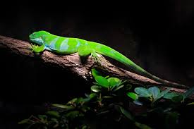 Image result for Blainvillea gayana