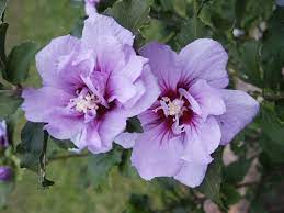 Rose Of Sharon Double Lavender Hibiscus Also Known As The Rose Of Sharon Found Near Waimea Kauai Hardy Hibiscus Rose Of Sharon Purple Hibiscus