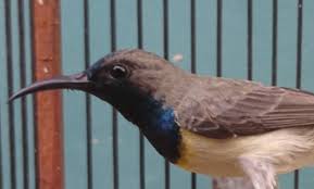 Termasuk juga berbagai jenis burung kicaunya. Cara Membuat Racikan Pakan Sogok Ontong Biar Gacor