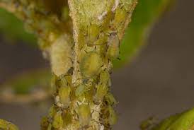 Best varieties of pittosporum tenuifolium. Fact Sheet Spirea Aphid Citrus Pests