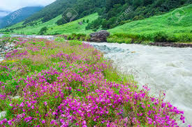 Valley of flowers national park is an indian national park, located in north chamoli and pithoragarh, in the state of uttarakhand and is kno. Valley Of Flowers India Stock Photo Picture And Royalty Free Image Image 41226348