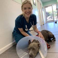 Veterinarian · community organization · nonprofit organization. San Jose Ca Veterinarian Wagly Veterinary Hospital And Pet Campus
