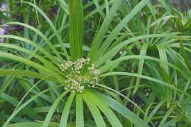 Image result for Cyperus luteus