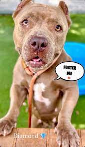 Official Save Florida Dogs - Adopt Rescue Rehome Foster | Facebook