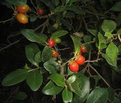 Image result for Dovyalis hispidula