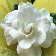 Gardenia Flower Gardenia Gardenia Bouquet Red Gardenia Wholesale Flowers Flowers Beautiful Rose Flowers