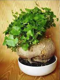 Image result for Kedrostis africana