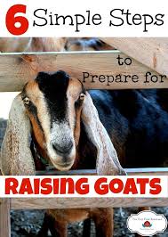 6 Simple Steps To Prepare For Raising Goats Everything You Need To Know The Flip Flop Barnyard Raising Goats Goats Goat Farming