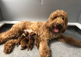 I started out with the absolute love for dogs and puppies! Goldendoodle Puppies Paws Of Love Goldendoodles Miami