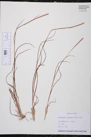 Image result for Coelorachis