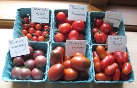 Check spelling or type a new query. Tomatoes Varieties Pictures Garden Bugs