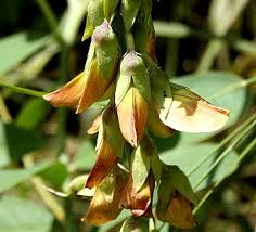 Image result for Astripomoea lachnosperma