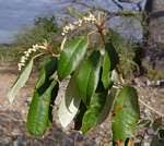 Image result for Croton polytrichus