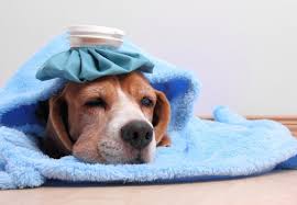 This might actually end up hurting the two dogs and causing them unwanted stress. How To Get Dogs Unstuck 2021 Unstick Two Breeding Dog After Mating