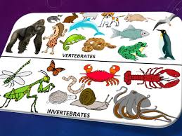 Check spelling or type a new query. 10 Perbedaan Antara Invertebrata Dan Vertebrata Avertebrata Apipah Com