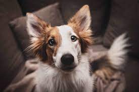 Why Does My Dog Sniff My Eyes