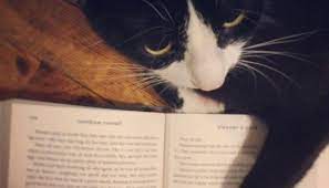 101 survivor names for cats 101 names for lucky cats who have survived all odds to be your new best companion. The Best Names In Literature To Give Your Cat Barnes Noble Reads