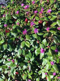 In this article, we will explain how to solve the problem of yellow leaves in rhododendrons. My Rhododendron Is Blooming In October Hyannis Country Garden
