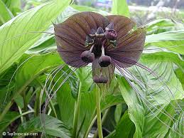 You can also choose from holiday decoration & gift, art & collectible, and home flower bat, as well as from recyclable. Tacca Chantrieri Bat Head Lily Bat Flower Devil Flower Black Tacca Toptropicals Com