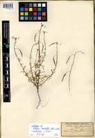 Image result for Cleome iberidella
