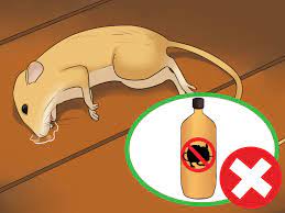 That comes down to this land of ours. How To Attract Owls 11 Steps With Pictures Wikihow