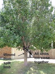 Maybe you would like to learn more about one of these? Bradford Pears Not A Recommended Tree Arborilogical