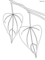 We did not find results for: Daintree Rainforest Coloring Pages