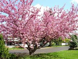 The following list provides suggestions for evergreen plants. Kwanzan Cherry For Sale Online The Tree Center