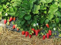 Varietà precoce, adatta agli ambienti continentali europei, caratterizzata da un'ottima combinazione di caratteristiche produttive, commerciali e. La Fragola Lycia Nuova Varieta Di Riferimento Del Civ Per La Zona Di Verona E Della Romagna Ferraraitalia It Quotidiano Di Ferrara L Informazione Verticale