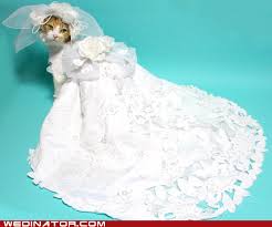 I Am Embarassed By How Much I Love This Cat Wedding Cat Dresses Cat Pics